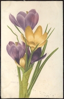 Крокусы Открытка артикул 12332c.